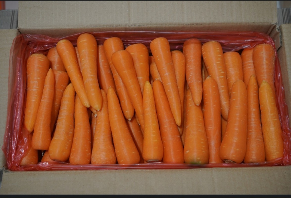 Fresh Carrot from Indonesia